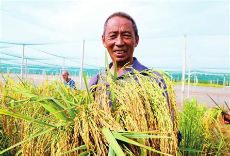 重庆2米高巨型稻试种成功 高度、亩产无敌！|重庆|2米-滚动读报-川北在线