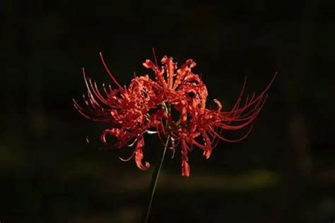 世界上最悲伤的十种花的花语图片：彼岸花代表绝望的爱(3)_巴拉排行榜