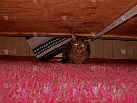 可爱的猫藏在床底下