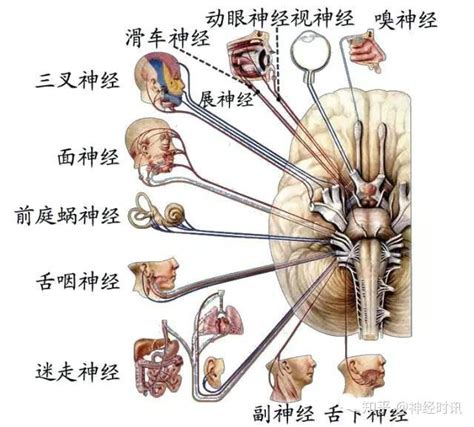 脑和脊髓的传导通路_神经元_交叉_中枢