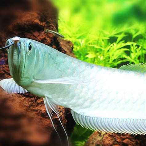 白子银龙鱼:七彩银龙怎么来的 - 白子黄化银龙鱼 - 广州观赏鱼批发市场