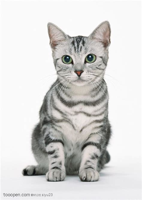 可爱猫咪-灰色的美国猫 - 素材公社 tooopen.com