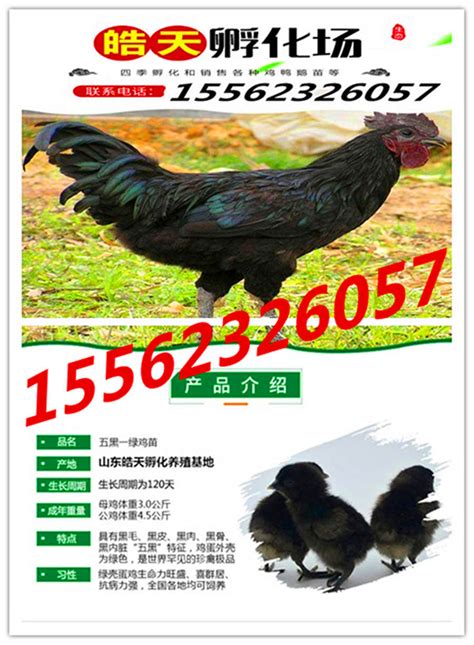 丘北县野山鸡养殖场附近出售脱温苗__金农网