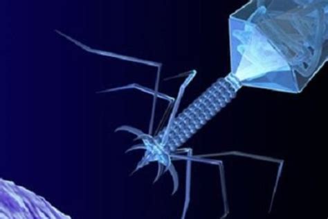 诺安科普系列-走进噬菌体 - 青岛诺安百特生物技术有限公司