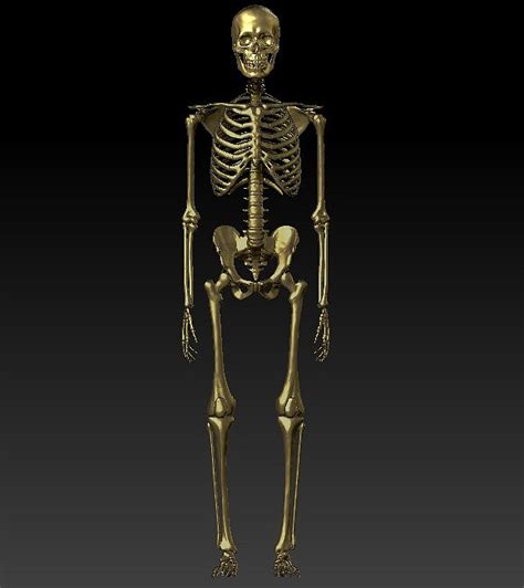 1比1大人体头骨模型成人头颅骨仿真骷髅头骨教学 美术标本口腔-阿里巴巴