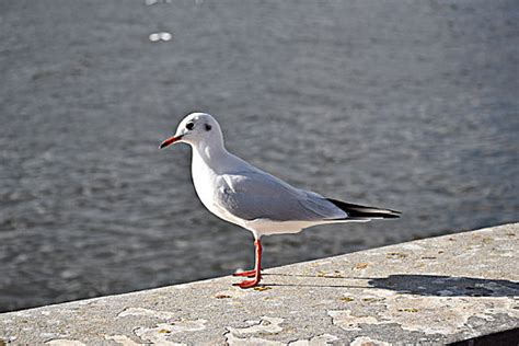 海鸥--头像图片