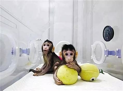 世界首批体细胞克隆疾病模型猴在中国诞生！_国内_新闻频道_云南网