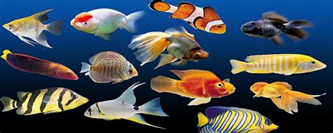 热带鱼什么最好养 新手养什么热带鱼|热带鱼|水温|金鱼_新浪新闻