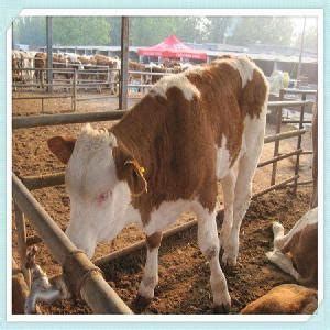 安顺想养牛附近卖牛的市场 山东 绿富隆-食品商务网