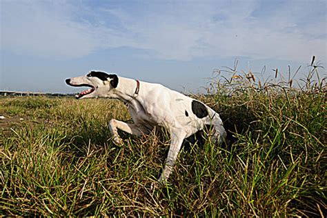 两只猎犬——腊肠犬和金比格犬——在公园或花园里的草地上互相嗅来嗅去照片摄影图片_ID:354707055-Veer图库