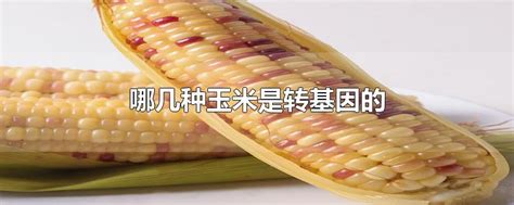 中国科学报 | “宝藏”基因让玉米籽粒快速脱水 - 媒体广场-科技信息-新闻中心 - 新乡市科学技术局
