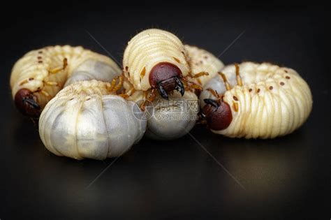虫椰子犀牛甲虫OryctesRichceceros和黑底高清图片下载-正版图片505100155-摄图网