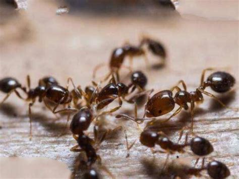 盘点十大最凶猛的蚂蚁：子弹蚁第一，行军蚁第二-聚焦号