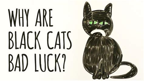 黑猫会招致不幸？遇见黑猫不吉利？看坟地遇见黑猫是好事还是坏事