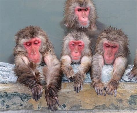 日本北海道函馆热带植物园群猴享受温泉 - 旅游视野 - 看看旅游网 - 我想去旅游 | 旅游攻略 | 旅游计划