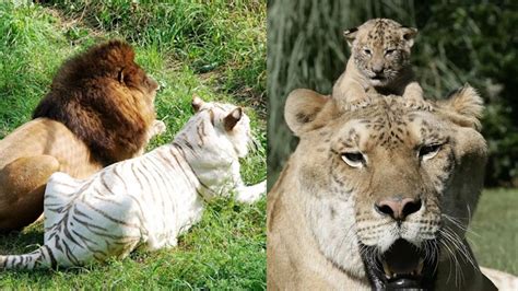 动物园狮子和老虎生孩子，4只宝宝太可爱，虎妈1天吃20个鸡蛋催乳_腾讯视频