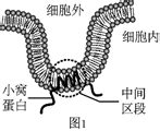 小窝是细胞膜内陷形成的囊状结构（如图1），与细胞