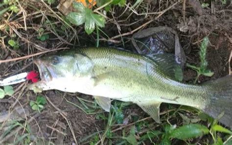 海鲈鱼与河鲈鱼区别，淡水鲈鱼和海鲈鱼的营养价值-528时尚