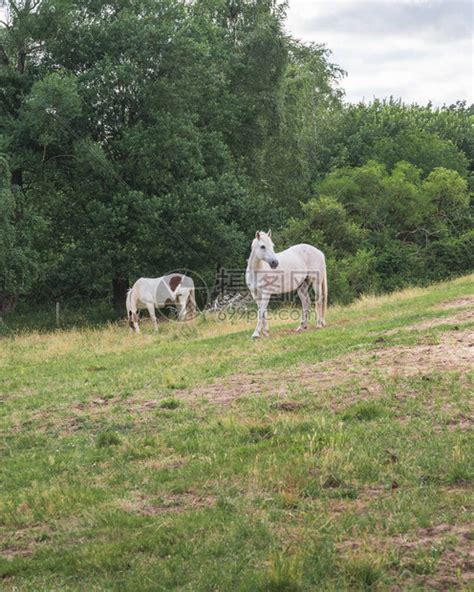两匹白马在森林牧场高清图片下载-正版图片504284037-摄图网
