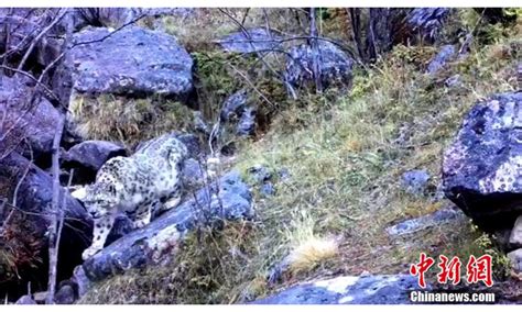 霍山保护区拍到华北豹四口罕见同框画面