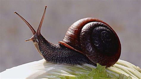 蜗牛有多少颗牙齿？蜗牛吃什么食物 - 农敢网