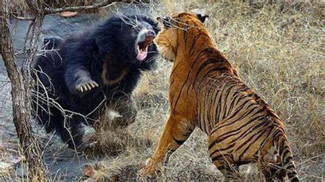 狗熊和老虎打架谁更厉害 两者实力对比_法库传媒网