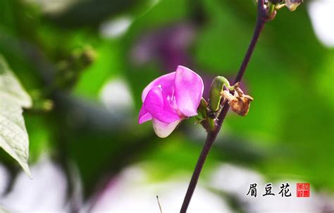 豆眉图片