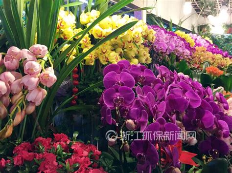北京四季青欧尚花卉市场在哪里_怎么走-公交线路-淘金地农业网