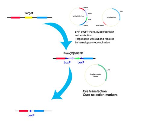 CRISPR/Cas9细胞基因敲除、定点突变服务-稳定细胞系构建_大肠杆菌基因编辑_慢病毒载体_英茂盛业生物科技有限公司