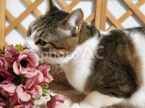 猫と花 - No: 25872964｜写真素材なら「写真AC」無料（フリー）ダウンロードOK