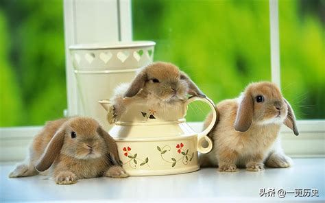 有哪些可爱的兔子名字？ - 知乎