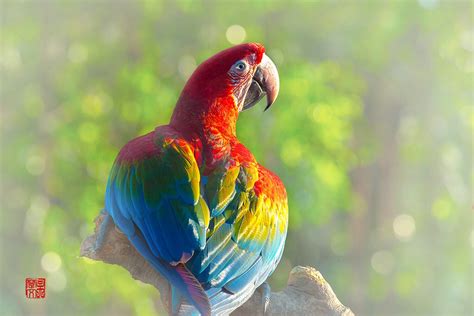 红金刚鹦鹉-动物百科-排行榜123网