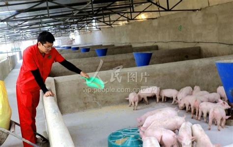 猪价高企 散户养猪为何仍在观望？_农业中国_中国网