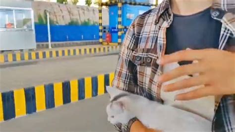 游客从北京步行到318国道用了108天，在路上捡到的小猫都养大了_凤凰网视频_凤凰网