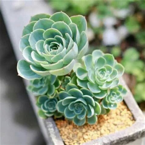 植物头像图片