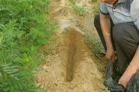 探访青海黄芪种植加工“领跑基地”：生态种药，土地“生金”_手机新浪网