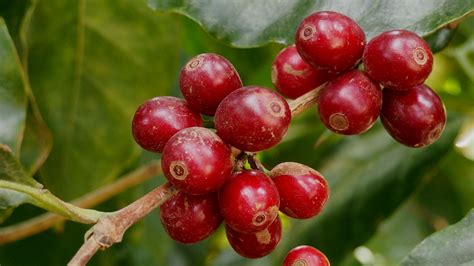 Ethiopia Guji 4 Natural GrainPro | | Royal Coffee