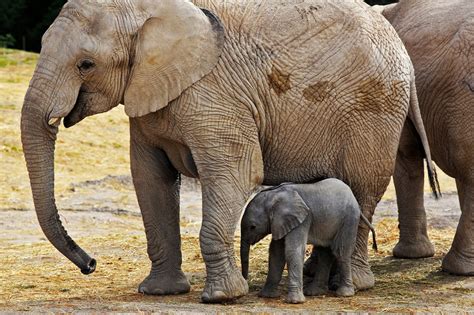 小象是象群里的宝贝，为何大象会格外宠爱幼崽？ - 努力学习网