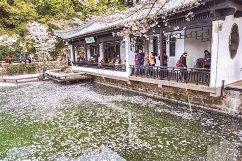 落樱缤纷图图片