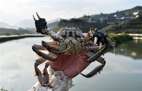 这个国家螃蟹成灾，多到吃不完，为何中国旅客去了却没食欲？_澳大利亚