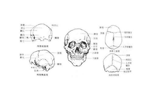 头骨结构图解 素描石膏头像--头骨练习