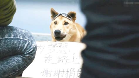 宠物犬巴克 经历磨难后 成为狼王_腾讯视频