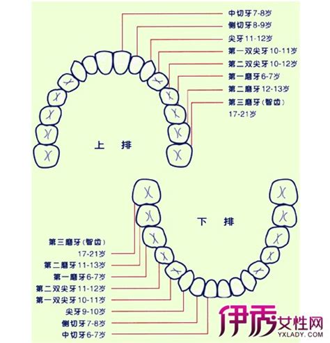 【牙齿的名称】【图】牙齿的名称是什么 牙齿的结构图分析(2)_伊秀健康|yxlady.com