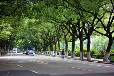 各个省市的市树,个城市的市花和市树,各市的市树是什么_大山谷图库