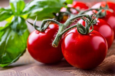 种植番茄，怎么促进花芽分化、提高坐果率？