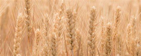 众麦998小麦品种介绍-农百科