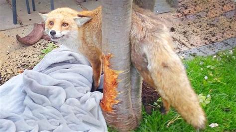 狐狸“吃鸡”被逮了个现行 民警将它擒送野保救护站_凤凰网