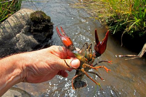 河边人手中的小龙虾高清图片下载-正版图片504684922-摄图网