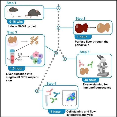 「Protocol」小鼠肝脏巨噬细胞组成的精细分型_染色