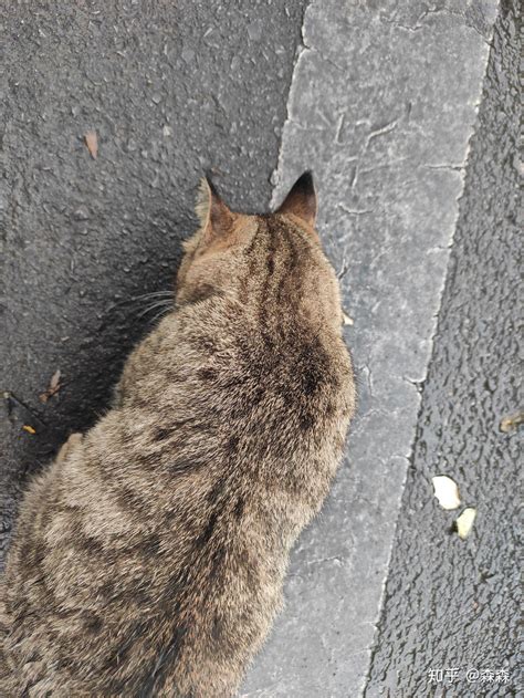 被猫抓伤了手可以十日观察法，被猫抓伤适用十日观察法-酷派宠物网